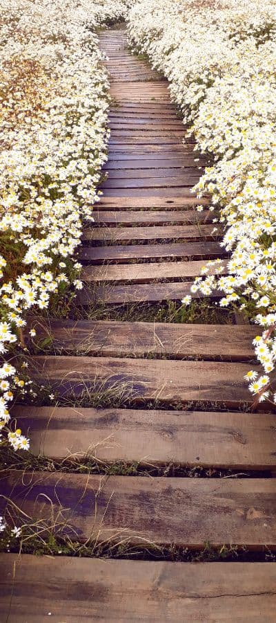 Chemin en bois bordé de fleurs blanches.