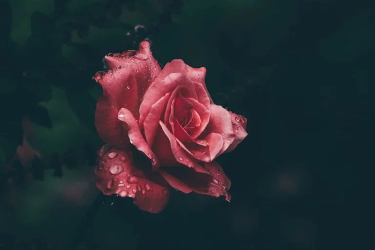 rose Une rose magnifique, épanouie, lumineuse sur un fond sombre.